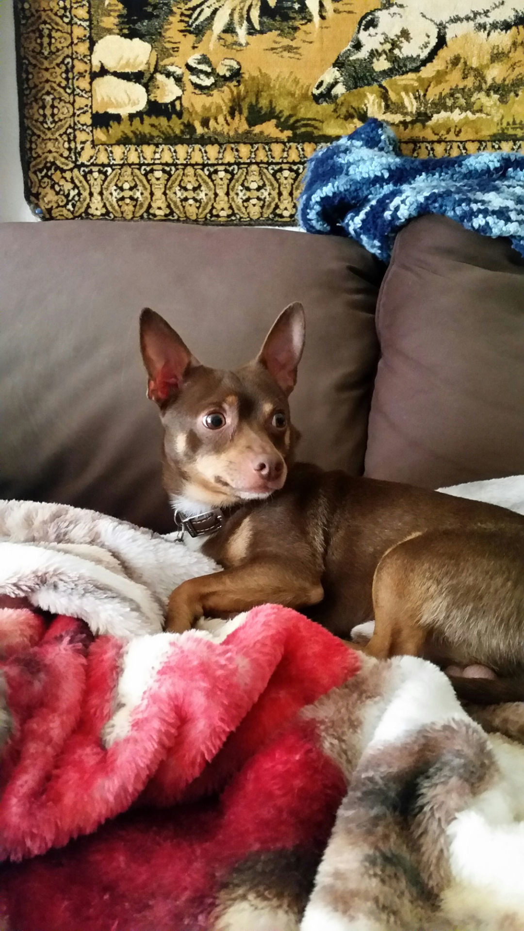 Pic of the Litter: Simba